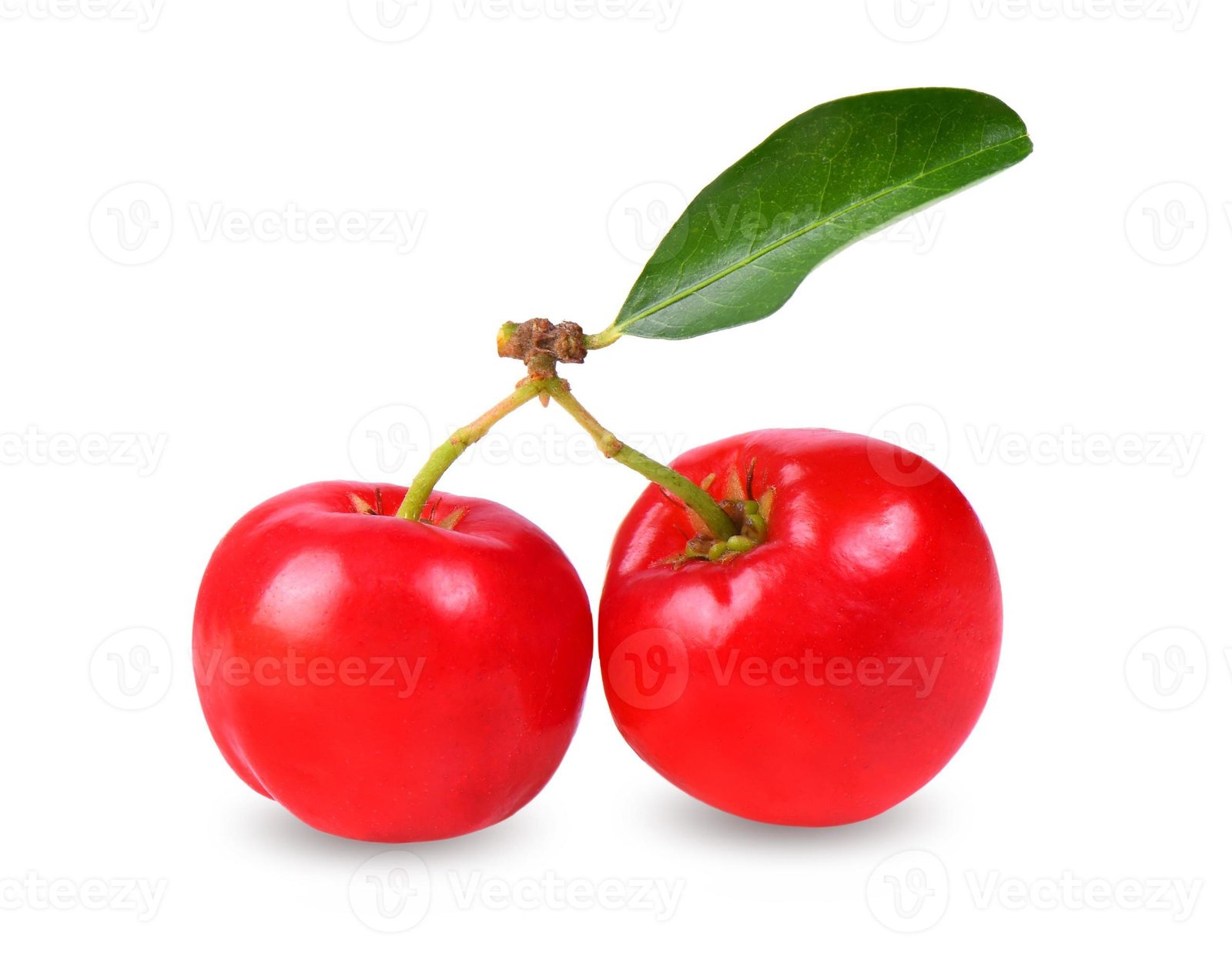 Malpighia rouge